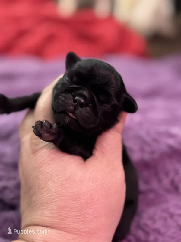 Pumpkin – Pug puppy for sale in Palm Coast, FL