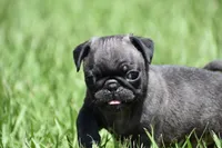 Dumplin, a male Pug for sale in Palm Coast, FL – 4 of 7