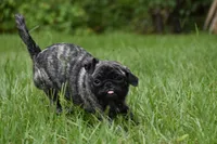 Butterbean, a male Pug for sale in Palm Coast, FL – 8 of 8