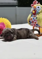 Buzz, a male Pug for sale in Palm Coast, FL – 5 of 6