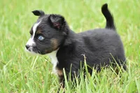 Atlas, a male Toy Australian Shepherd for sale in Palm Coast, FL – 2 of 8