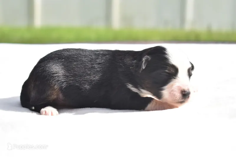 Orion – Toy Australian Shepherd puppy for sale in Palm Coast, FL