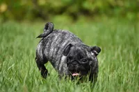 Butterbean, a male Pug for sale in Palm Coast, FL – 2 of 9
