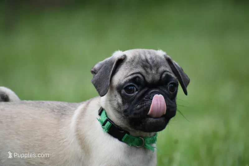Toffee Crunch – Pug puppy for sale in Palm Coast, FL