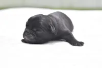 Daphne, a female Pug for sale in Palm Coast, FL – 3 of 5