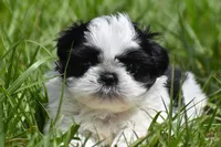 Rice Pudding , a female Shih Tzu for sale in Palm Coast, FL – Photo 7 of 7
