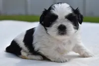Rice Pudding , a female Shih Tzu for sale in Palm Coast, FL – Photo 5 of 5