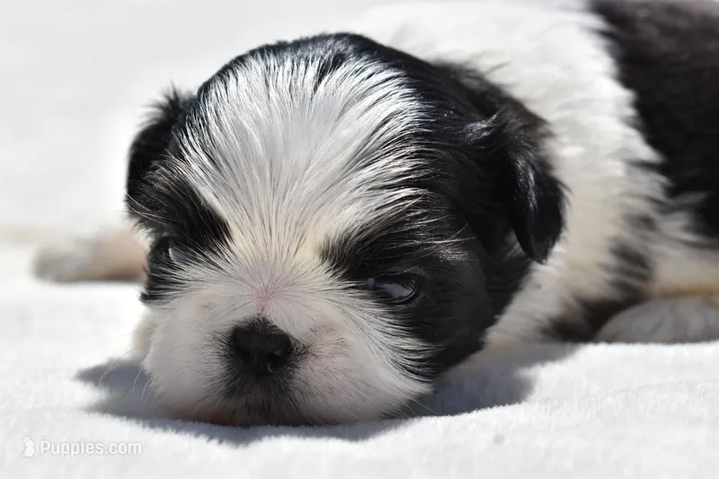 Rice Pudding  – Shih Tzu puppy for sale in Palm Coast, FL