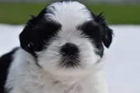 Rice Pudding , a female Shih Tzu for sale in Palm Coast, FL – Photo 4 of 5