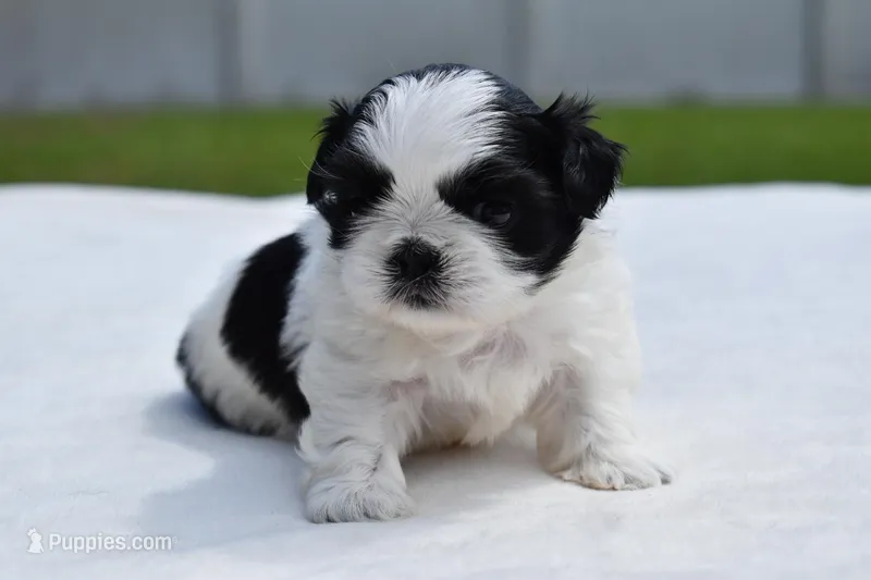 Rice Pudding  – Shih Tzu puppy for sale in Palm Coast, FL