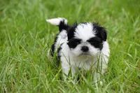 Rice Pudding , a female Shih Tzu for sale in Palm Coast, FL – Photo 5 of 7