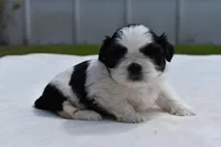 Rice Pudding , a female Shih Tzu for sale in Palm Coast, FL – Photo 3 of 5