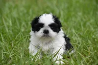 Rice Pudding , a female Shih Tzu for sale in Palm Coast, FL – Photo 2 of 7