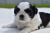 Rice Pudding , a female Shih Tzu for sale in Palm Coast, FL – Photo 2 of 5