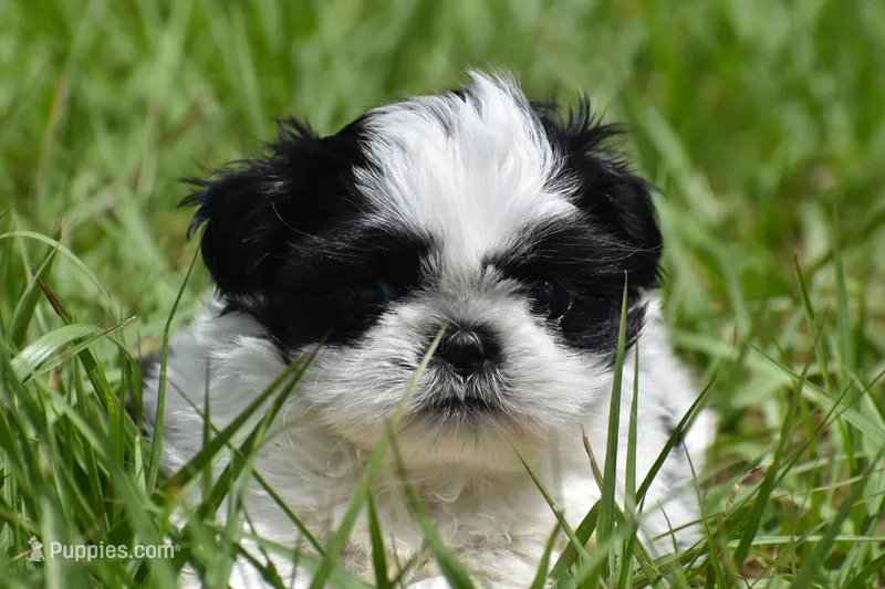 Rice Pudding  – Shih Tzu puppy for sale in Palm Coast, FL