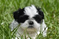 Rice Pudding , a female Shih Tzu for sale in Palm Coast, FL – Photo 1 of 7
