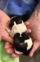 Rice Pudding , a female Shih Tzu for sale in Palm Coast, FL – Photo 1 of 2