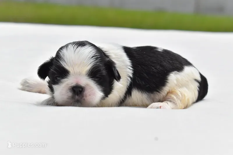 Rice Pudding  – Shih Tzu puppy for sale in Palm Coast, FL
