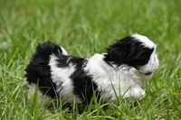 Rice Pudding , a female Shih Tzu for sale in Palm Coast, FL – Photo 4 of 7