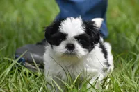 Rice Pudding , a female Shih Tzu for sale in Palm Coast, FL – Photo 6 of 7