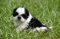 Rice Pudding , a female Shih Tzu for sale in Palm Coast, FL – Photo 3 of 7