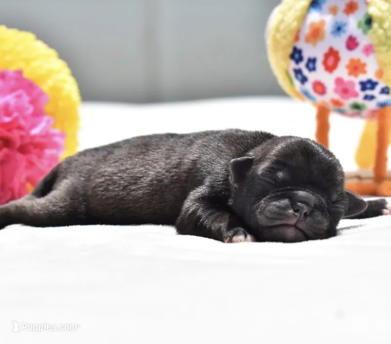 Hive – Pug puppy for sale in Palm Coast, FL
