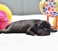 Hive, a male Pug for sale in Palm Coast, FL – 1 of 3