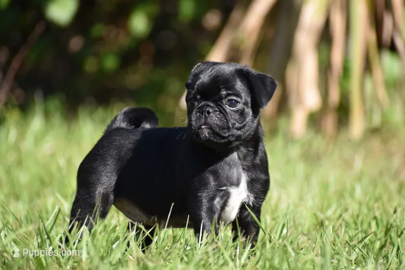 Scooby  – Pug puppy for sale in Palm Coast, FL