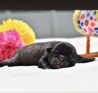 Hive, a male Pug for sale in Palm Coast, FL – 3 of 3