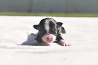 Dilly , a male Toy Australian Shepherd for sale in Palm Coast, FL – 1 of 3
