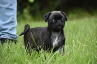 Hive, a male Pug for sale in Palm Coast, FL – 8 of 9