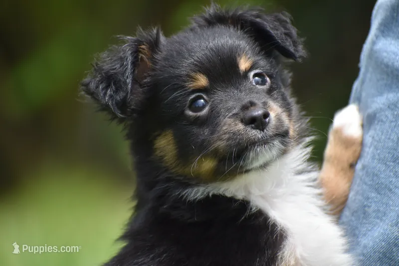 Peanut Butter  – Toy Australian Shepherd puppy for sale in Palm Coast, FL