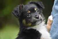 Peanut Butter , a male Toy Australian Shepherd for sale in Palm Coast, FL – 1 of 7