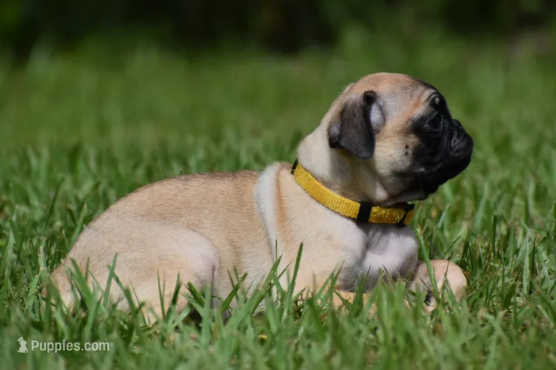 Honey Bee – Pug puppy on hold in Palm Coast, FL