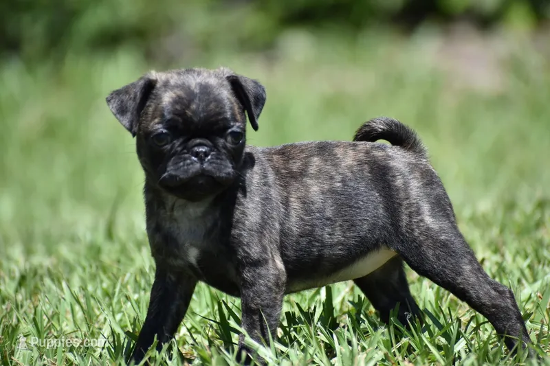 Maple Kiss  – Pug puppy for sale in Palm Coast, FL