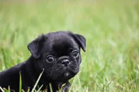 Scooby , a male Pug for sale in Palm Coast, FL – 1 of 5