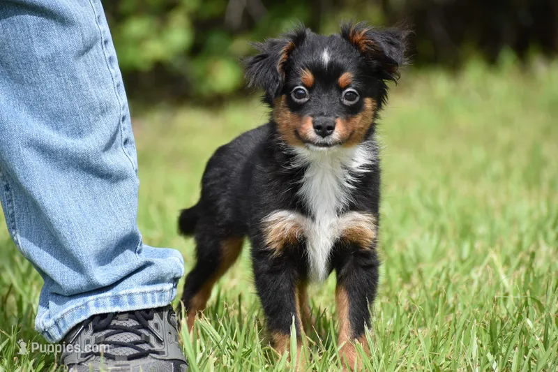 Sir Sterling  – Toy Australian Shepherd puppy for sale in Palm Coast, FL