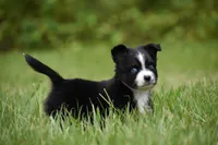 Atlas, a male Toy Australian Shepherd for sale in Palm Coast, FL – 3 of 8