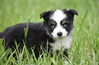 Orion, a male Toy Australian Shepherd for sale in Palm Coast, FL – 5 of 7
