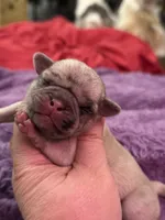 Maple, a female Pug for sale in Palm Coast, FL – 1 of 2