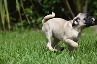Toffee Crunch, a male Pug for sale in Palm Coast, FL – 7 of 9