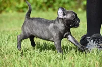 Dumplin, a male Pug for sale in Palm Coast, FL – 4 of 6