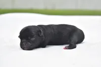 Scooby , a male Pug for sale in Palm Coast, FL – 4 of 5