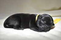 Puddin, a male Pug for sale in Palm Coast, FL – 3 of 4