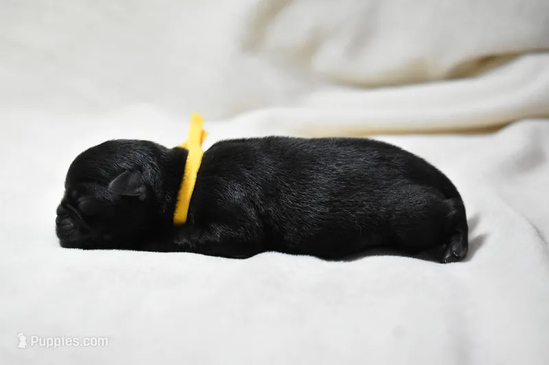 Puddin – Pug puppy for sale in Palm Coast, FL
