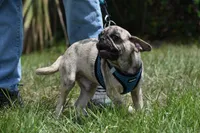 Buzz, a male Pug for sale in Palm Coast, FL – 6 of 8