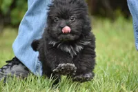 Paddy , a male Shih Tzu and Toy Australian Shepherd for sale in Palm Coast, FL – 2 of 9