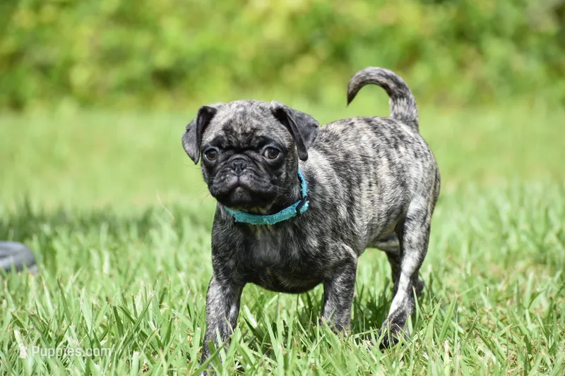 Caramel Drizzle  – Pug puppy for sale in Palm Coast, FL