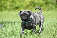 Caramel Drizzle , a male Pug for sale in Palm Coast, FL – 1 of 5