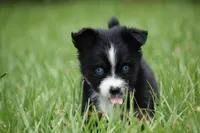 Atlas, a male Toy Australian Shepherd for sale in Palm Coast, FL – 5 of 8